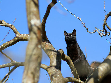 Bild: Eine schwarze Katze auf einem Baum.