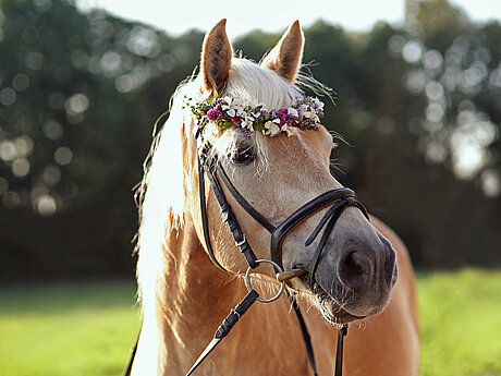 Bild: Ein Helles Pferd mit weißer Mähne und einem Blumenkranz auf dem Kopf