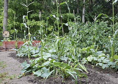 Zu sehen sind viele Zuckermais Pflanzen und auf der rechten Seite sind ein paar Zucchini Pflanzen eingepflanzt.