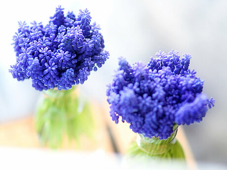 Bild: Lila farbige Blumen