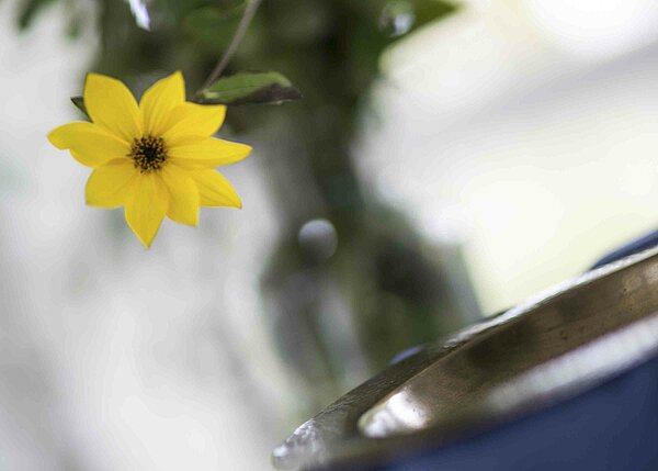Bild: Der Weihwasserkessel mit einer gelben Blume darüber.