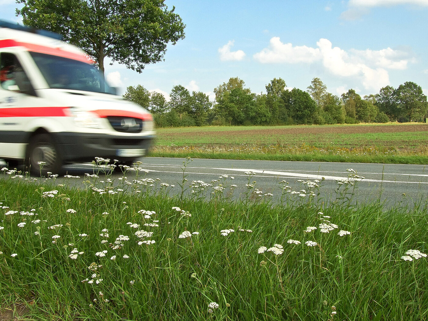 Bild: Ein Feld mit Blumen. In der Mitte läuft eine Straße, auf der ein Rettungswagen fährt.