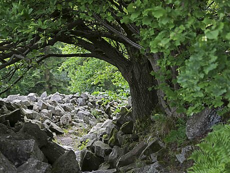 Bild: Viele Steine, mit Bäumen und Büschen außen herum, durch welche ein kleiner Bach fließt.