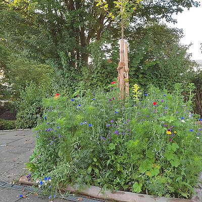 Wildblumenbeet mit jungem Baum im Garten der Erlöserkita Amberg
